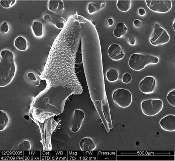 Media type: image;   Invertebrate Zoology 134654